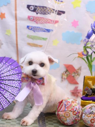 20240515うららちゃん